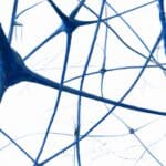 neuronal network